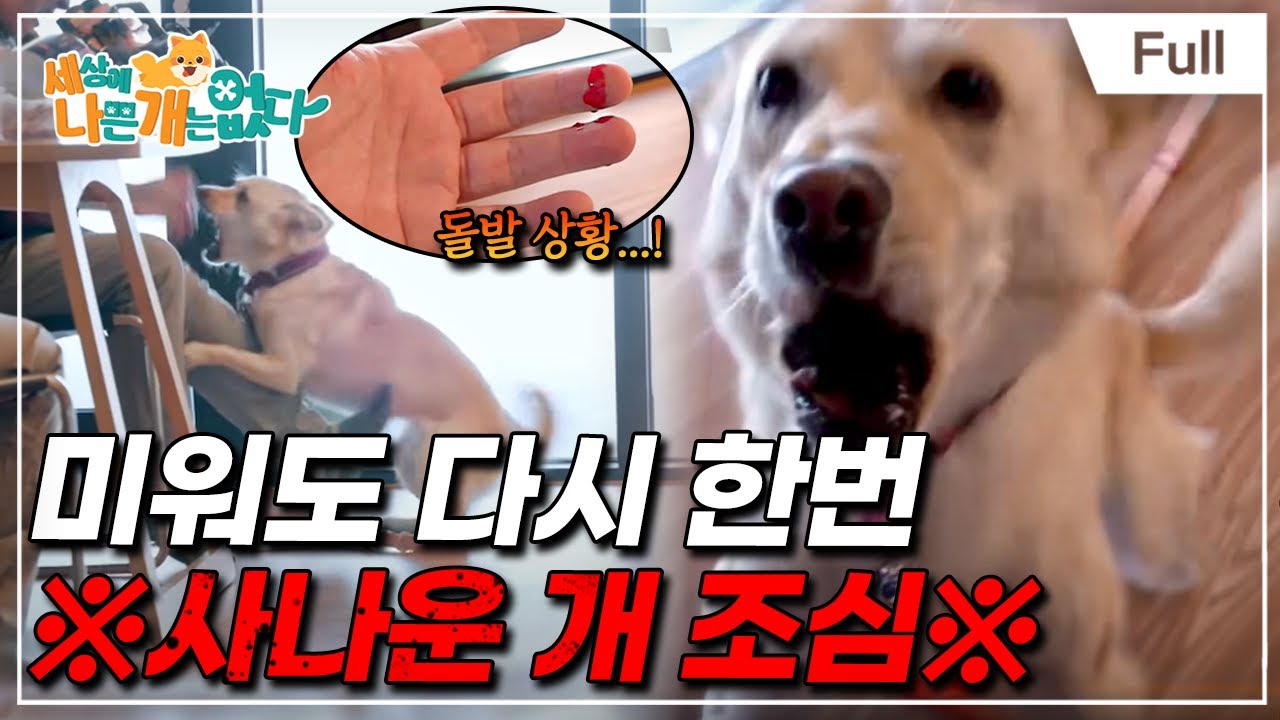 강아지 화동의 모든 것: 결혼식에서의 완벽한 팁, image size:1280x720