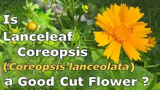 Is Lanceleaf Coreopsis (Coreopsis lanceolata) a Good Cut Flower?