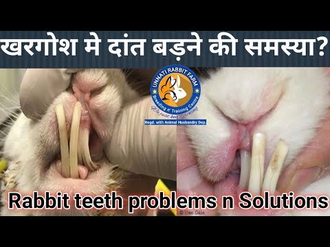 वीडियो: खरगोशों में गाल दांत की समस्या