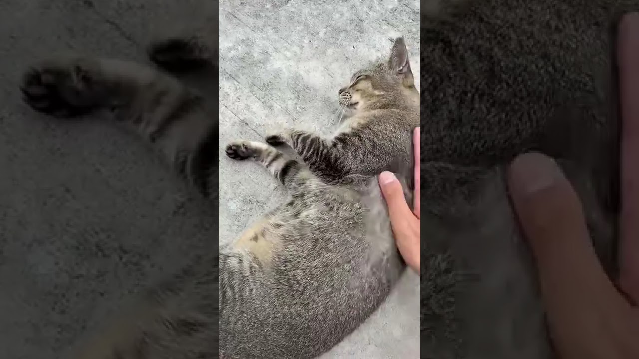 お腹を見せてくれる猫