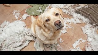 Άγχος Αποχωρισμού Σκύλου | Συχνά λάθη, οδηγίες εκπαίδευσης & Behind the scenes