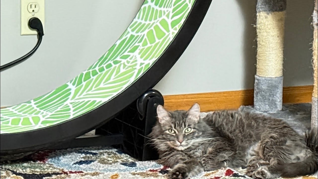 Cat Exercise Wheel-Extended Version 
