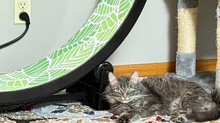 One Fast Cat Exercise Gen 7 Cat Exercise Wheel Review