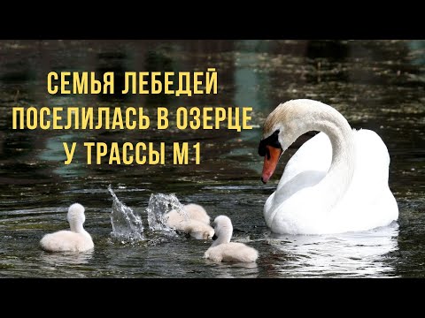 Семья лебедей поселилась в озерце у трассы М1