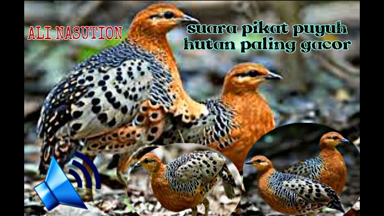 suara pikat puyuh hutan paling gacor‼️..