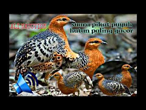 Burung terung sangat ganas 👌👌👌