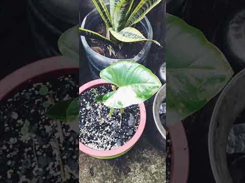 ผลสลากกินแบ่งรัฐบาล วันที่ 1 พย. 2567