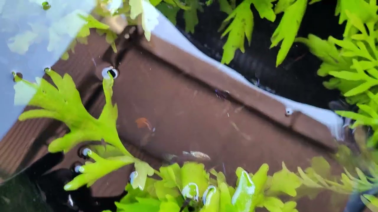 RESULTADO DO SULFATO DE COBRE. CARAMUJO ELIMINADO. E A SELETIVIDADE NOS PEIXES.🤠👍🦈🇧🇷