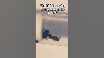 Should I make any long form videos in the future? #antcolony #nest #antsnest