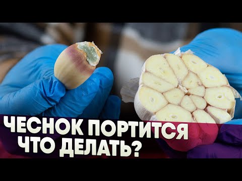 Чеснок портится, что делать?