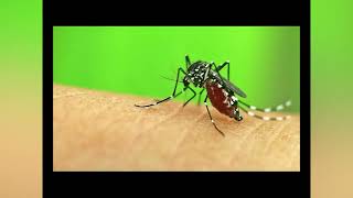 Two Imported Cases of Malaria Confirmed in Belize