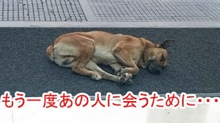 【涙腺崩壊】空港で女性を待ち続けた犬「あの人にもう一度会うために・・・」