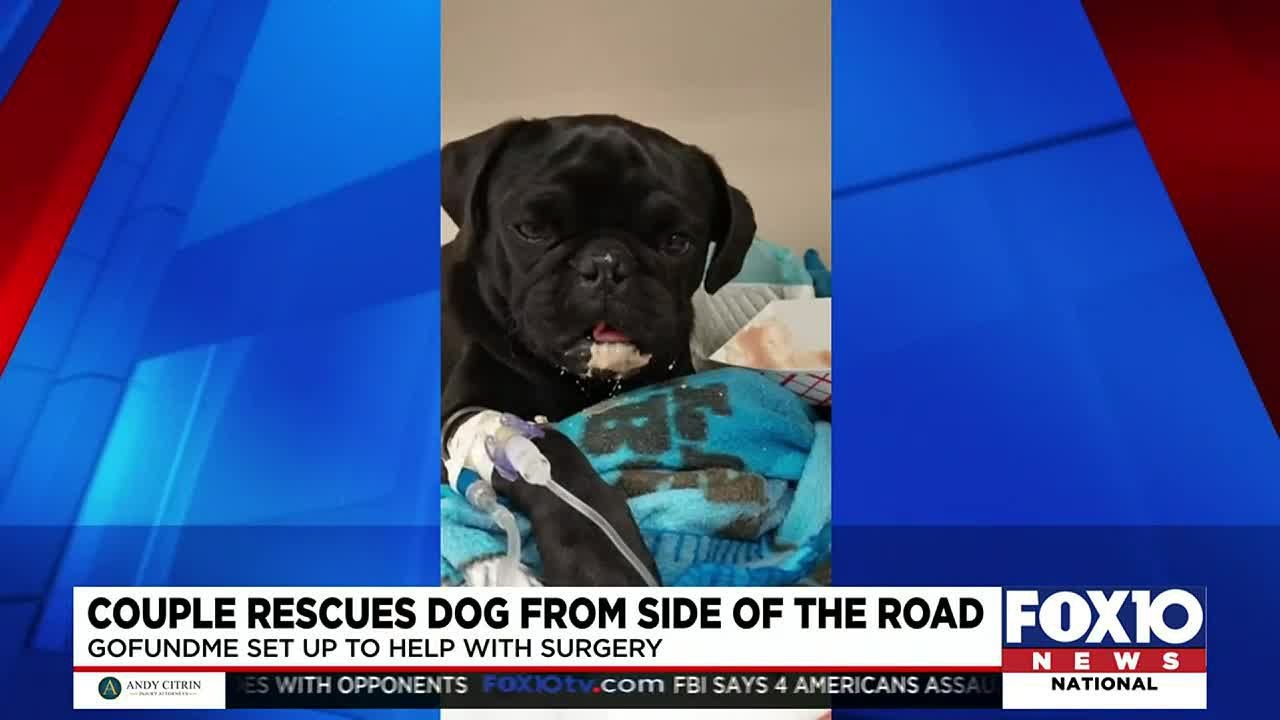 Dog hit by car needs help getting surgery - YouTube