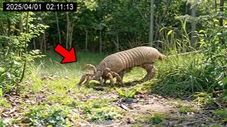 30 Most DANGEROUS Rare Animals Caught on Camera