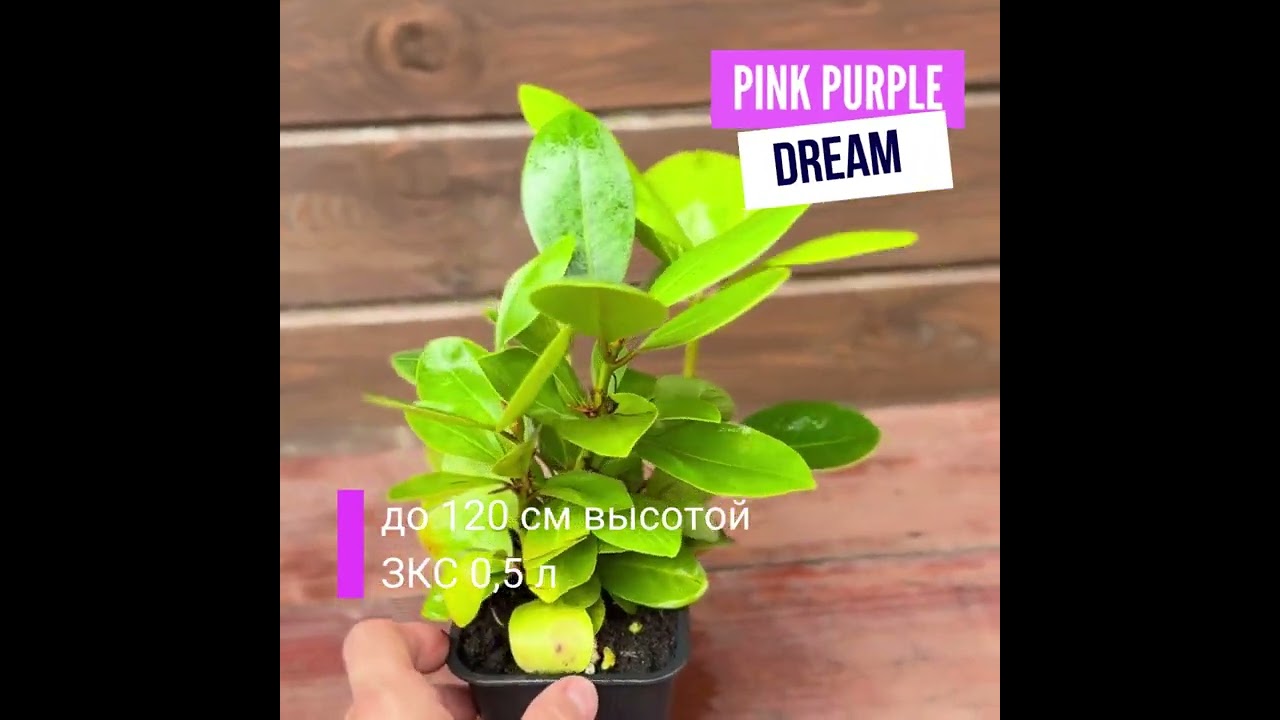 Рододендрон Pink Purple Dream