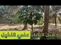 Results Of Loading Papaya Fruit On Palm Trees 