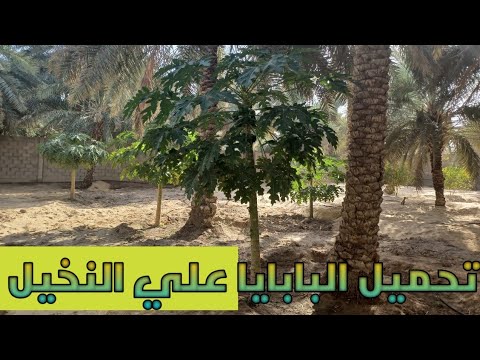 Results Of Loading Papaya Fruit On Palm Trees