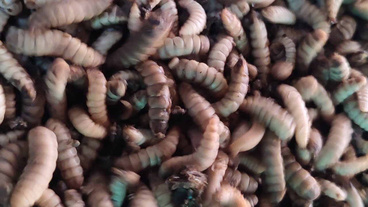 See The Magic of Black Soldier Flies in Waste Management !!