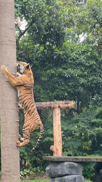 Pertunjukan harimau di taman safari prigen