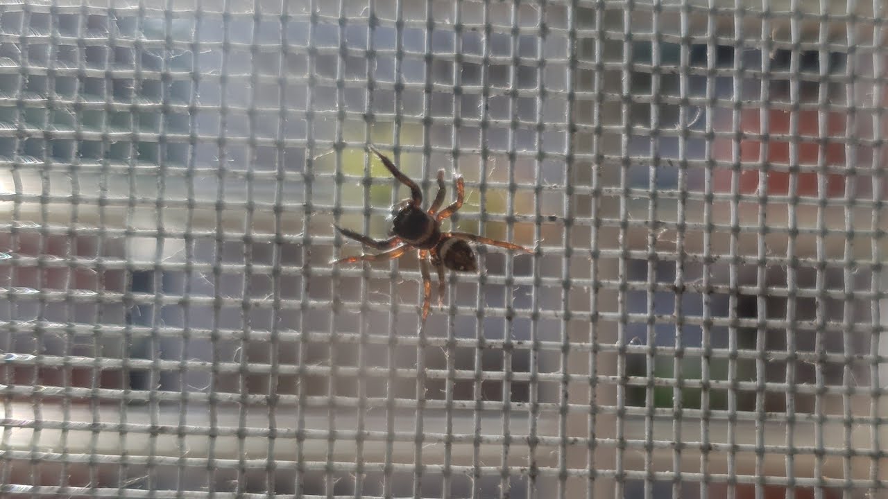 Hasarius adansoni 安德遜蠅虎-會跳的蜘蛛