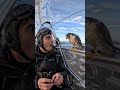 Pilot Feeds Birds Mid-Flight 😳 #shorts #animals #flying
