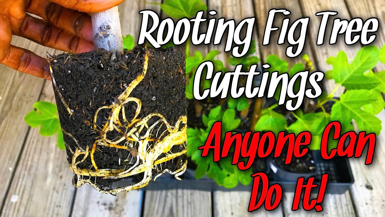 Rooting Fig Tree Cuttings Anyone Can Do It! YouTube