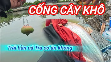 Câu cá Tra | Tiếp tục hành trình săn cá Tra #fishing #cauca #fishingvideo #fishinglife #subscribe 