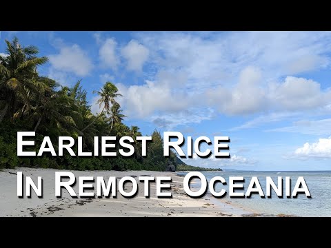 Ancient Voyagers Brought Rice across 2300 km of Ocean 3500 Years Ago thumbnail