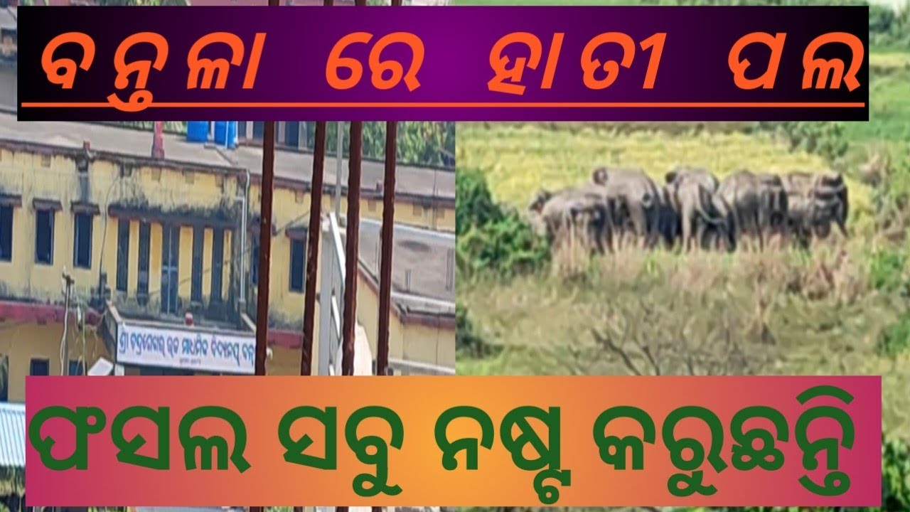 ବନ୍ତଳା college ସାମ୍ନା ବିଲରେ ହାତୀ ପଲ//🐘🐘//#newvideos #odiavlogs #video #viral #angulianana