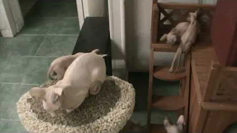 Watch the video about Snowbare's Kittens Born May 4 2009 Sphynx