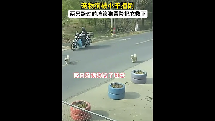 万物皆有灵性，倒霉的宠物狗遇到了两只善良的流浪狗#狗狗 #狗狗的心思都写在脸上了 #治愈系 #流浪狗 #画一个故事 （视频素材源自于@英雄狗狗-大福大贵）