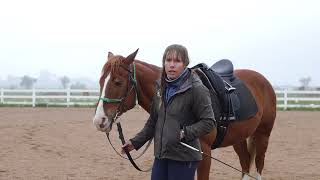 Work-In-Hand Explained: Why Ground Training is ESSENTIAL Before Riding