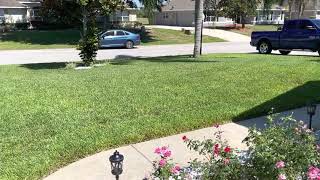 Floratam St Augustine sod 6 months later