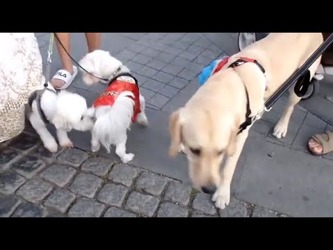 <strong>한옥마을에서</strong> 만난 귀여운 강아지들..The cute puppies I met in   Jeonju  Hanok Village..全州韓屋村. Jeonju ..全州市.. KOREA .