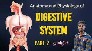 #8 Anatomy and Physiology of Digestive System Part-2 in Tamil