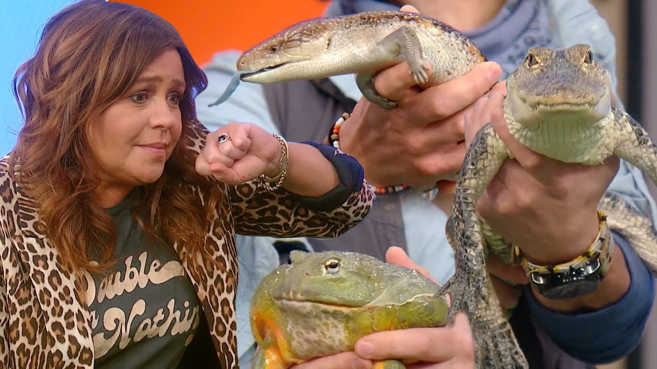 Rachael Was TERRIFIED To Go Near These 3 Not-So-Furry Critters — Including a Tiny ALLIGATOR