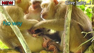 Rose Deep Stress & Scared Family Bonita Try Disturb Her, Bonita With Anita Sit Wait Steal Kidnap Rex