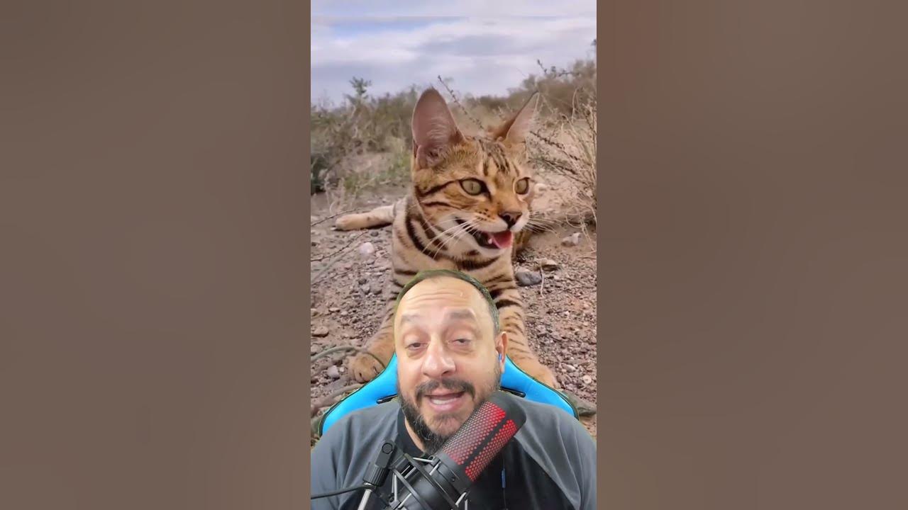 gato-bengal-de-7-mil-reais-foi-encontrada-o-gato-foi-confundida-com