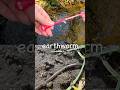 Bug Insect Names | Kids Learn at the Brook: Millipede Fly Dragonfly Woodlouse Earthworm