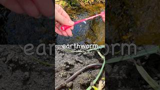 Bug Insect Names | Kids Learn at the Brook: Millipede Fly Dragonfly Woodlouse Earthworm