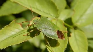 Green shield bug [1080p60]