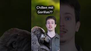 Willst du mit Gorillas chillen? 🦍💚 #gorilla #naturschutz #uganda