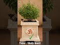 Vastu tips for Plants in Northeast direction #shorts