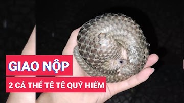 Bắt được 2 cá thể Tê Tê quý hiếm trên đường, một tài xế bàn giao cho công an