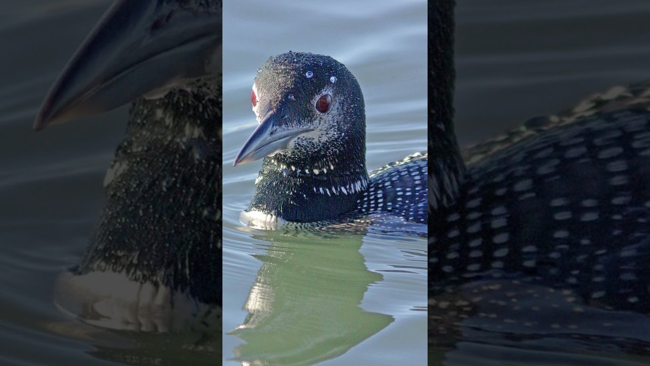 OFFICIAL VIDEO) LOON CALLS AT NIGHT / COMMON LOON VOICES 