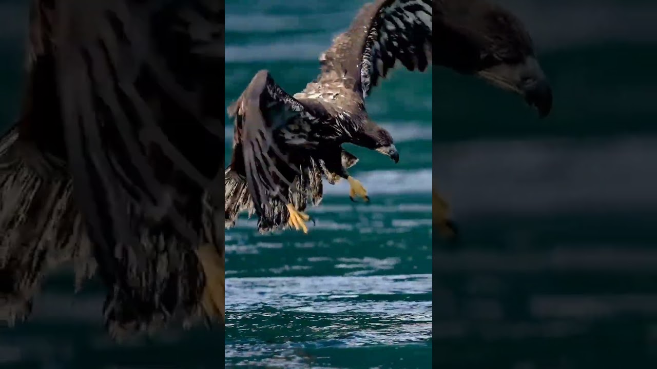 Eagle's gripping power 