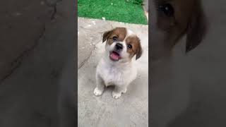 Cute Dog 🐶 Puppy 🥰 #shorts #cute #dog