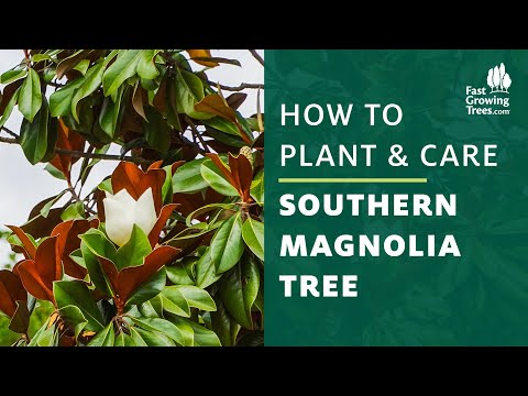 וִידֵאוֹ: טיפול בעץ הדרום מגנוליה: גידול מגנוליה דרומית בגינה שלך