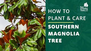 Southern Magnolia Tree | How to Plant & Care Magnolia Tree Planting And Caring Guide Never Kill Your Magnolia Tree Again