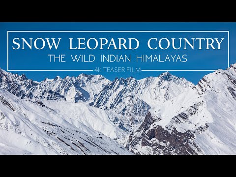 Snow Leopard Country - 4K Teaser Film